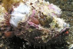 Muck dive in Lembeh Strait, high biological interest for ... by Andrea Bensi 